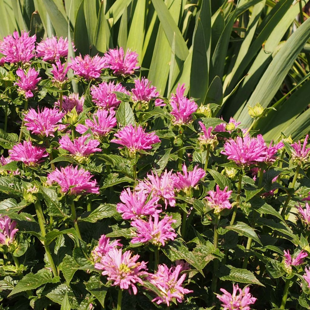 Monarda Petite Delight