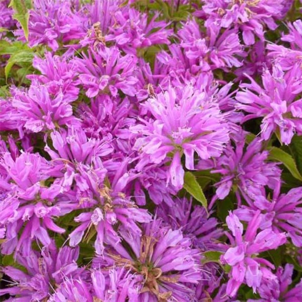 Monarda Petite Delight