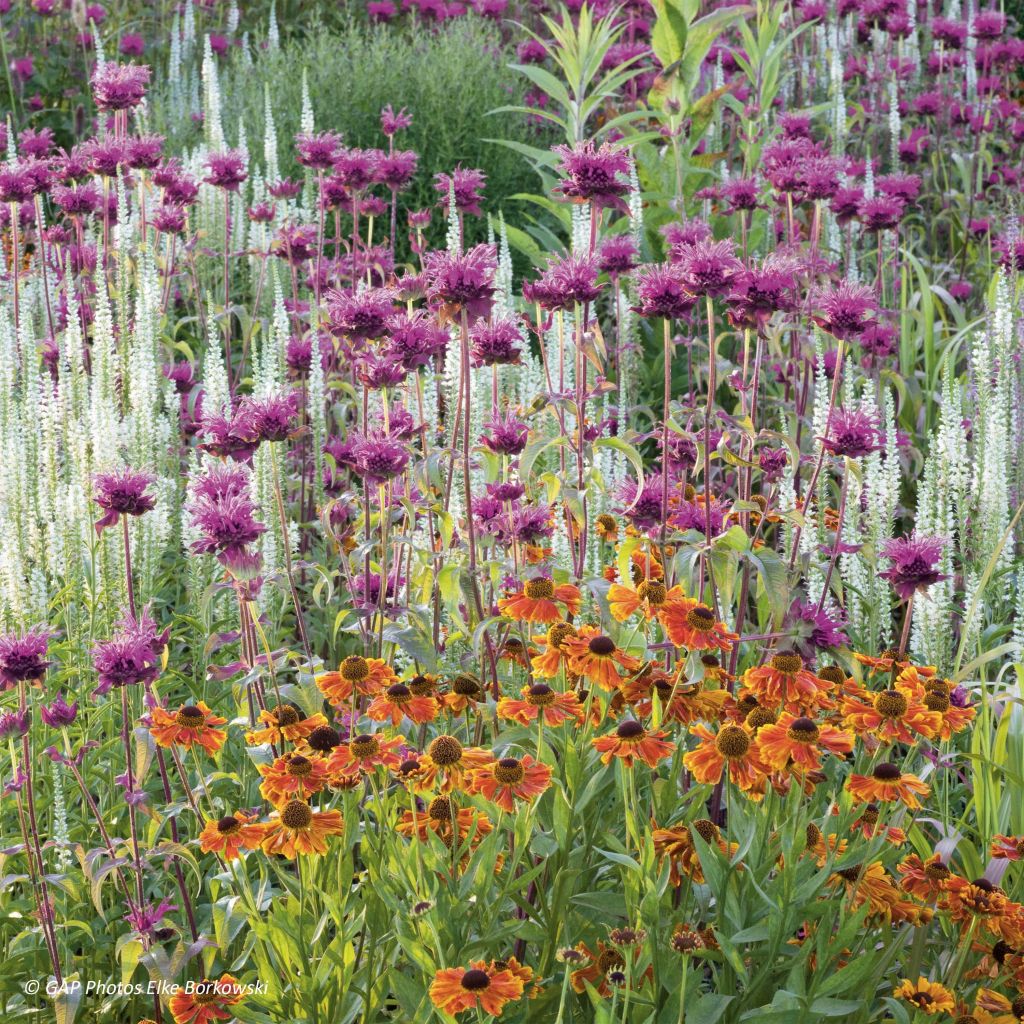 Monarda × fistulosa Scorpion