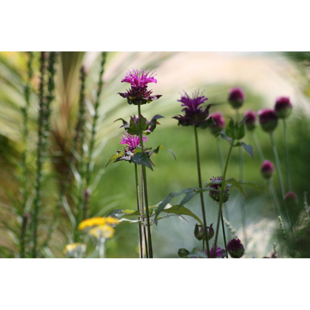 Monarda × fistulosa Scorpion