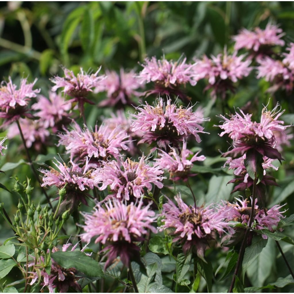 Monarda Beauty of Cobham