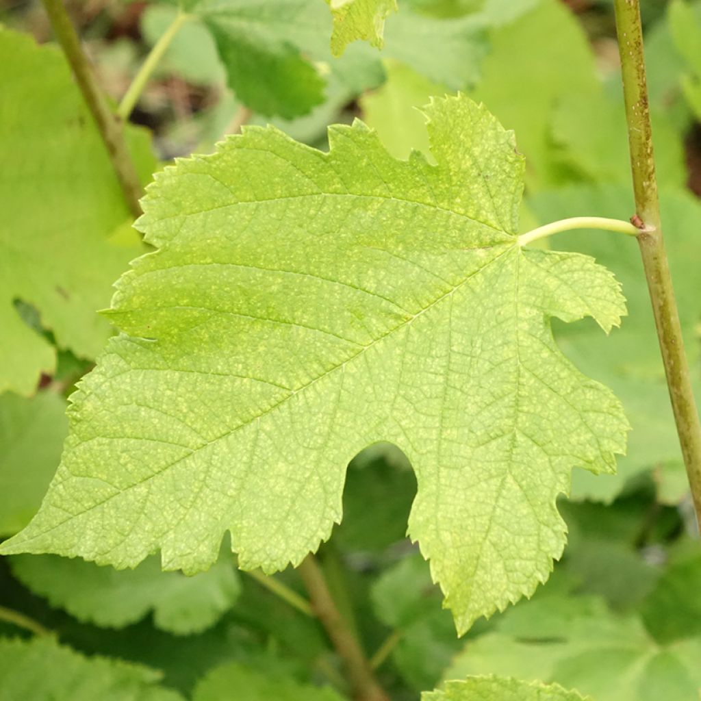 Morus acidosa Mulle - Amoreira-japonesa