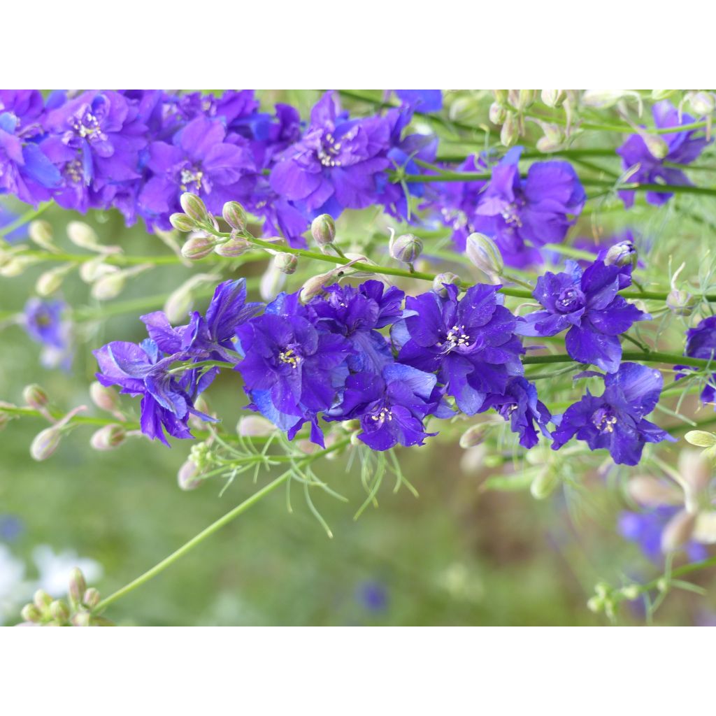 Delphinium consolida DelQIS Dark Blue Edge em sementes