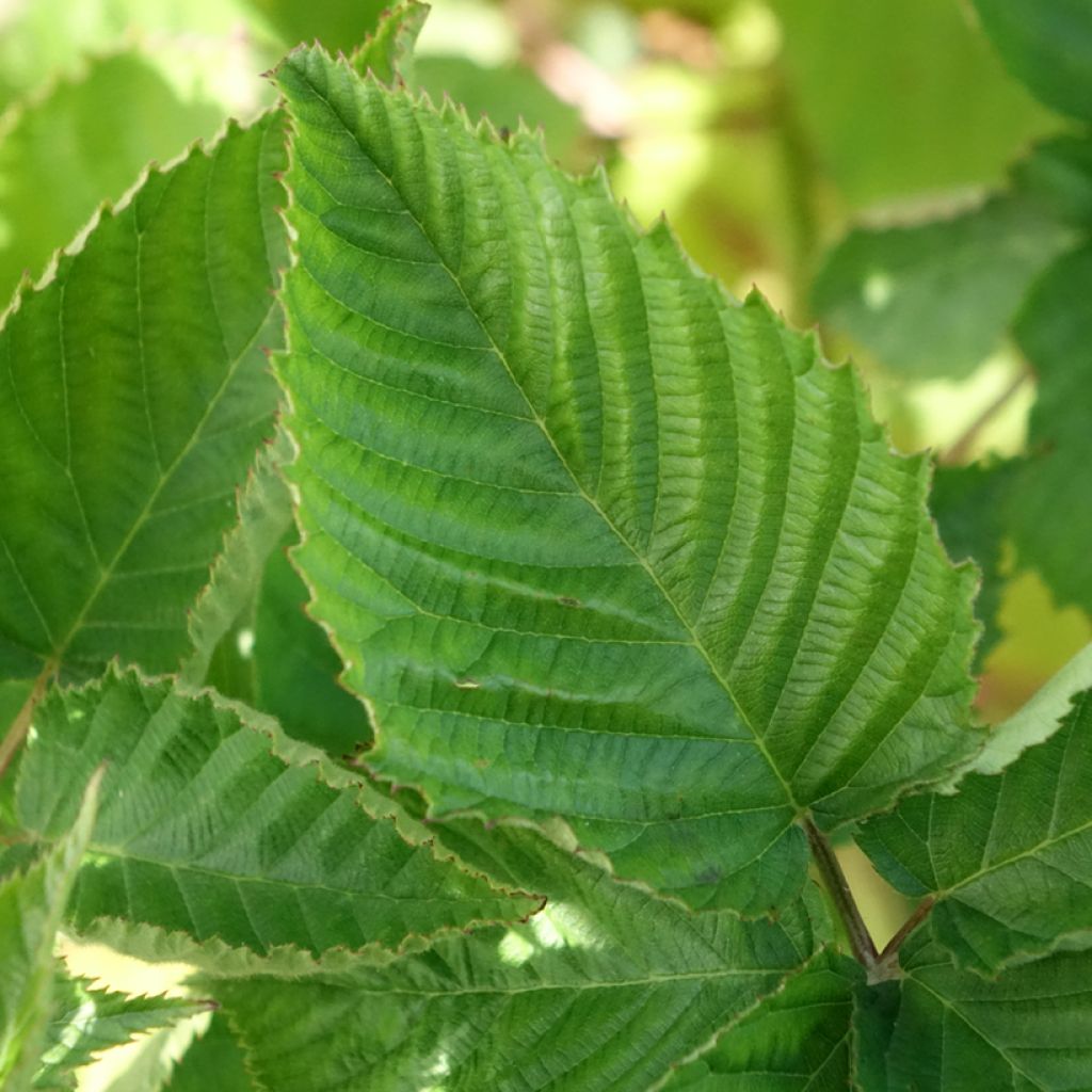 Amora-silvestre Navaho The Big Easy sem espinhos