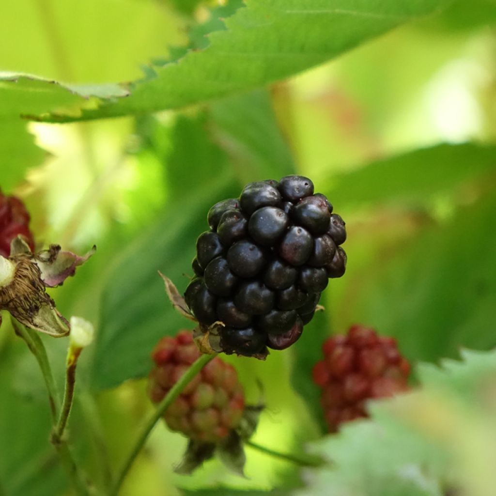 Amora-silvestre Navaho The Big Easy sem espinhos