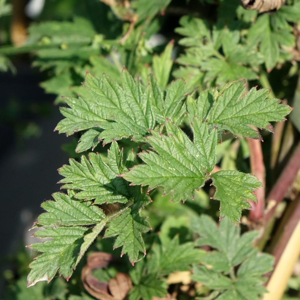 Amora-silvestre Gigante dos Jardins sem espinhos