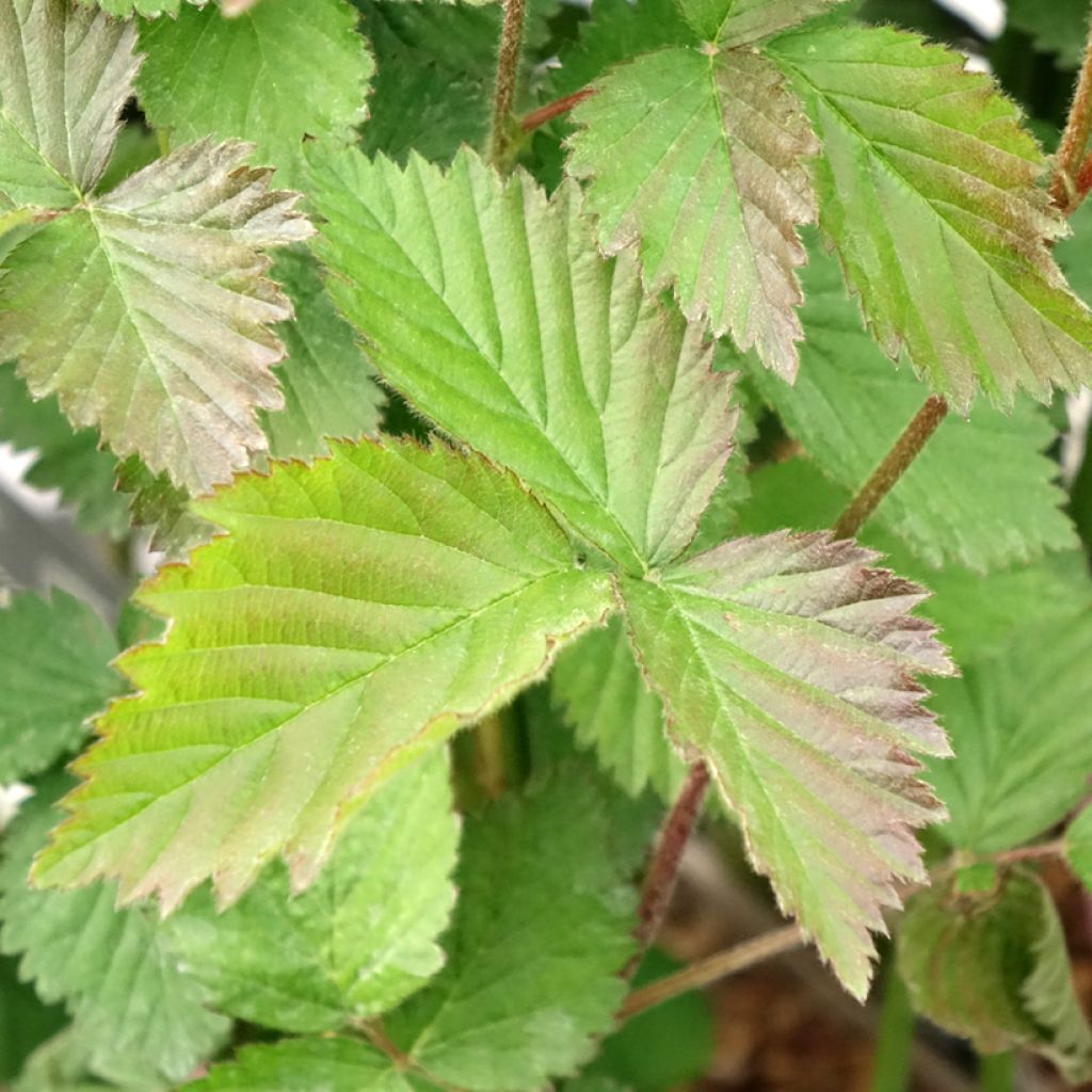 Amora-silvestre Navaho sem espinhos