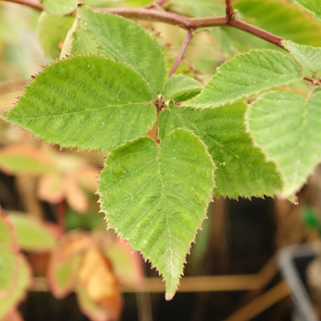 Amora-silvestre Oregon Thornless sem espinhos