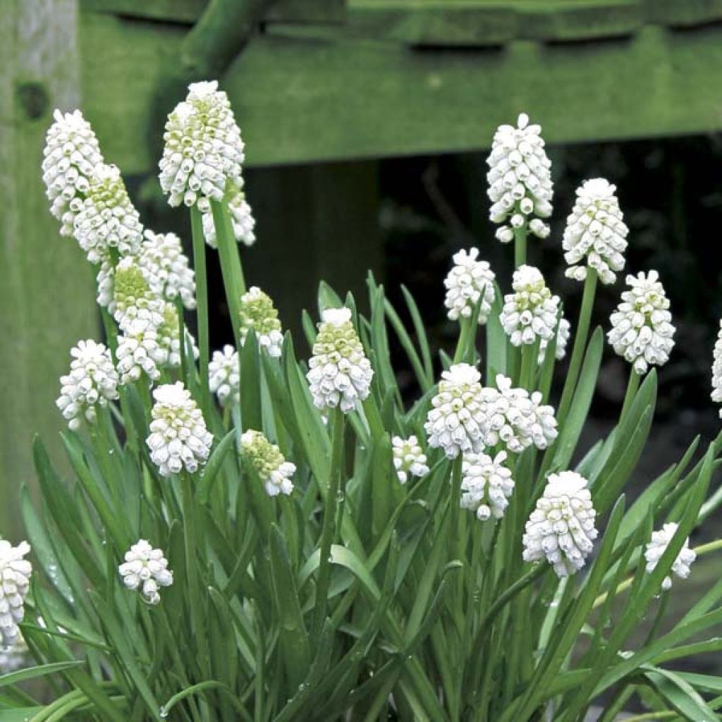 Uva-de-jacinto White Magic - Muscari aucheri