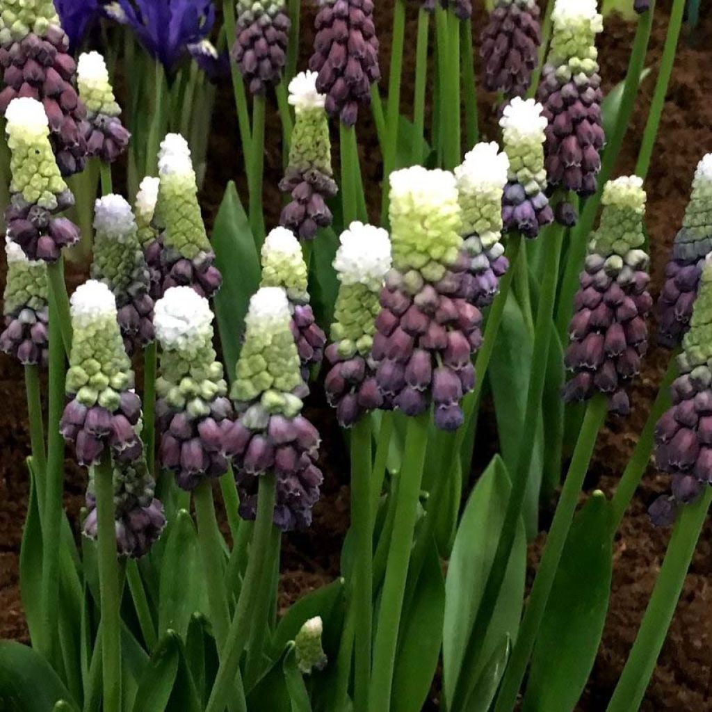 Jacinto-uva Grape Ice - Muscari latifolium