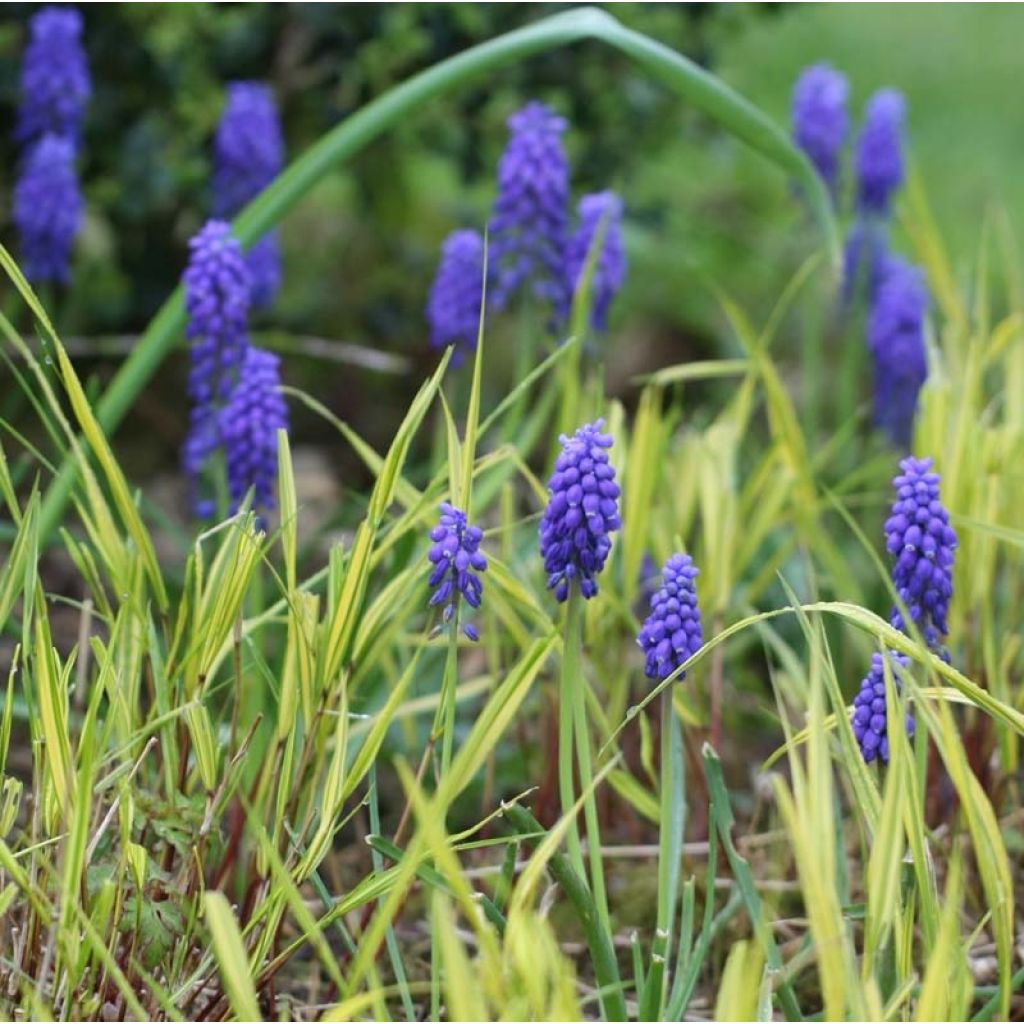 Jacinto-uva - Muscari armeniacum