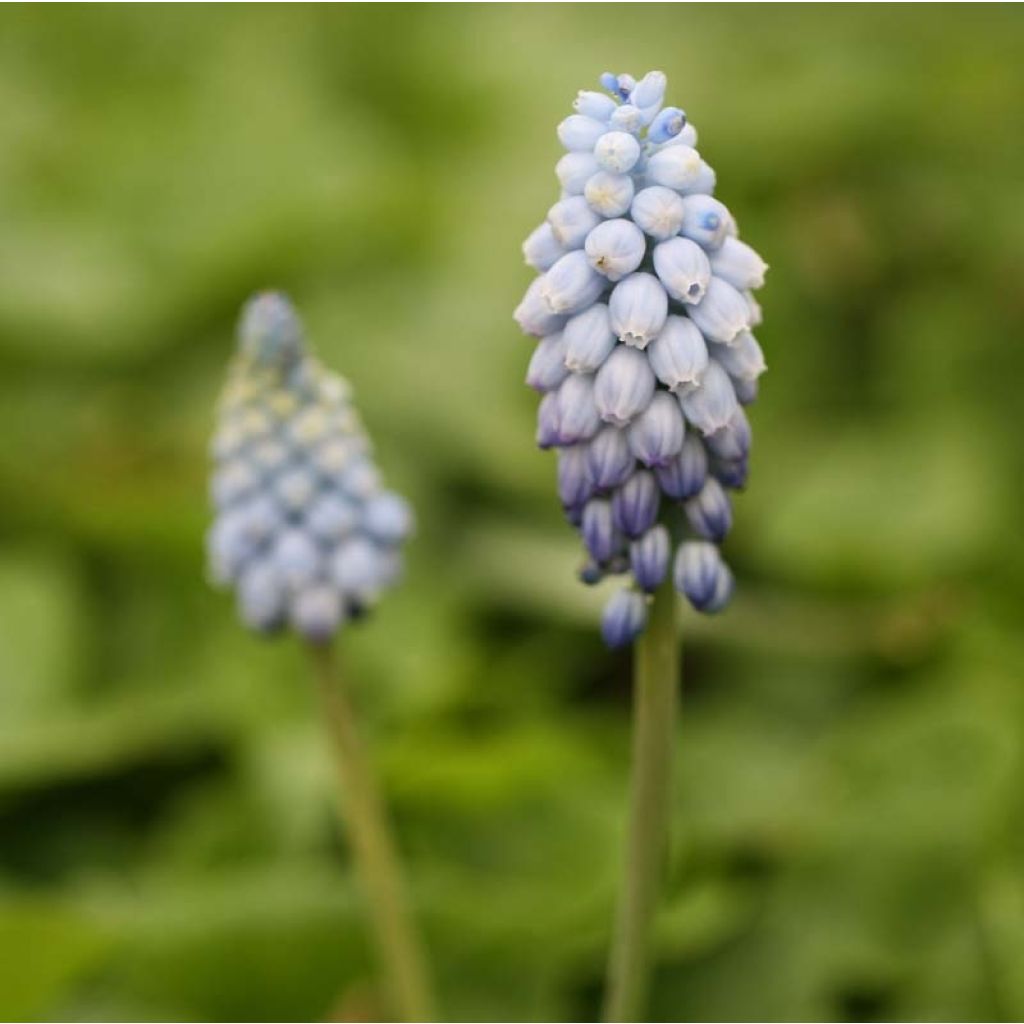 Jacinto-uva Valerie Finnis - Muscari armeniacum