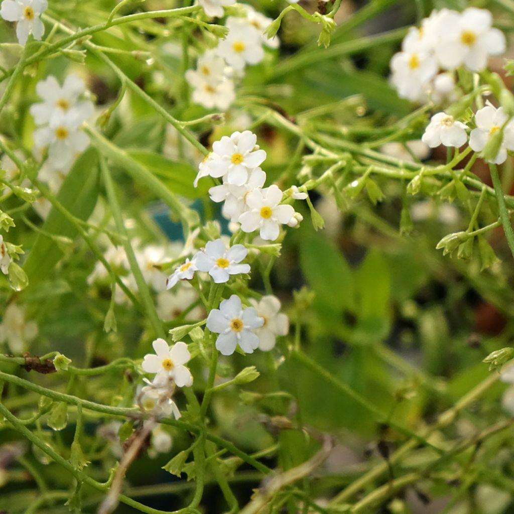 Myosotis scorpioides Alba