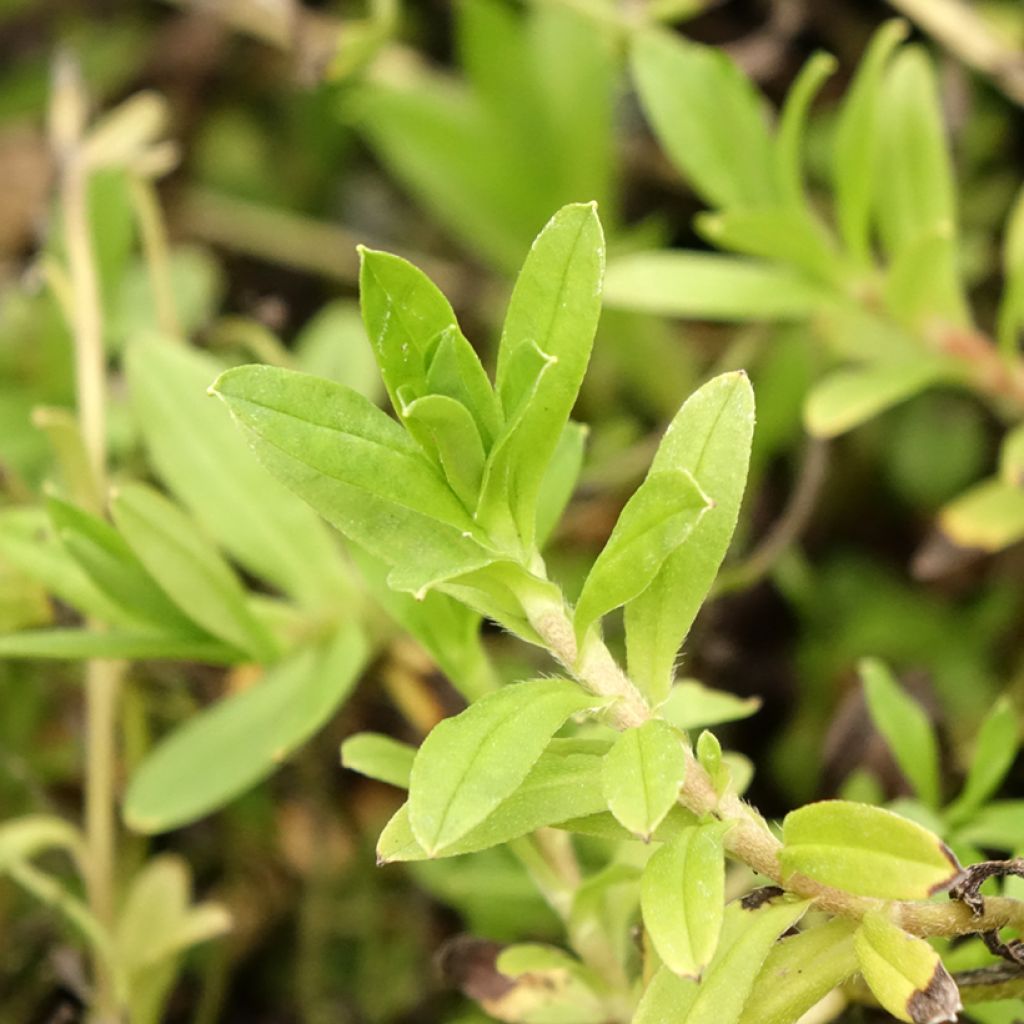 Myosotis scorpioides