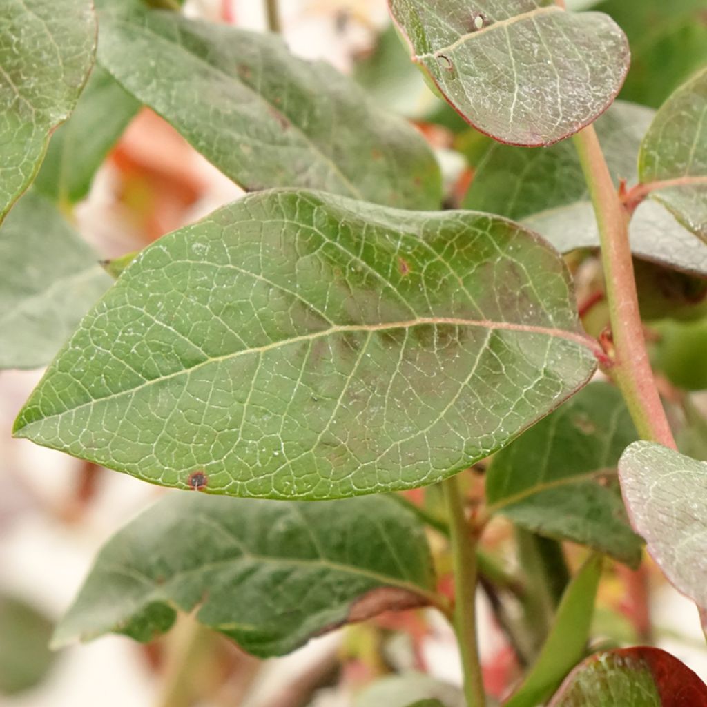 Mirtilo Blue Pearl - Vaccinium corymbosum