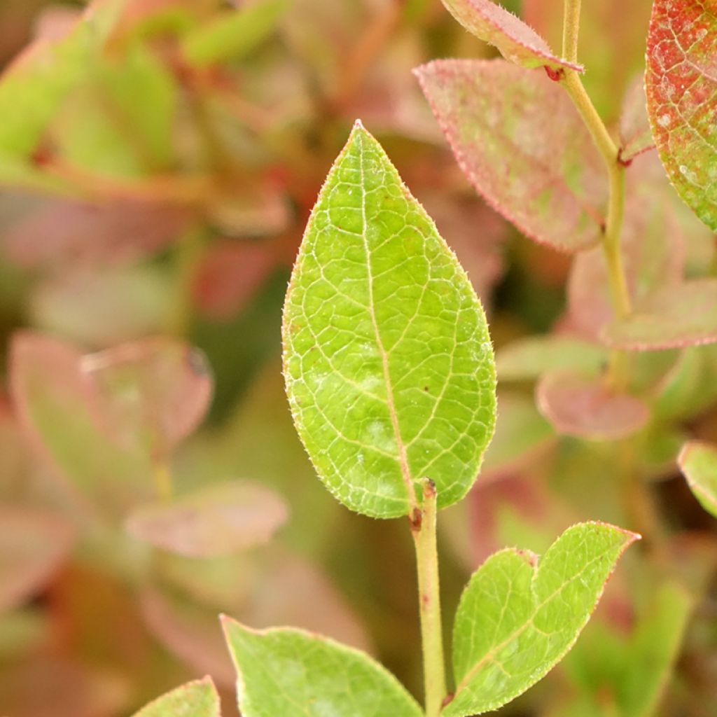 Mirtilo Brigitta - Vaccinium corymbosum