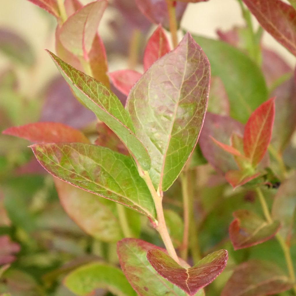 Mirtilo Darrow - Vaccinium corymbosum