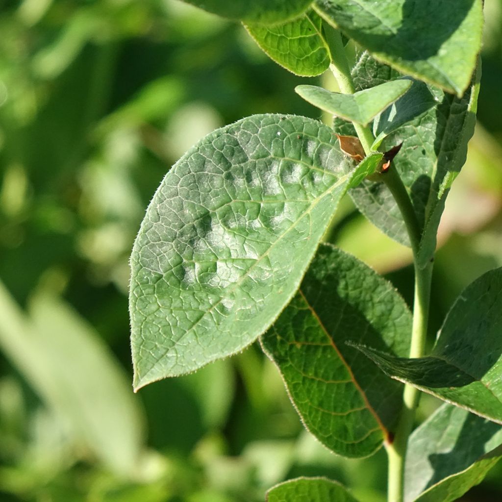 Mirtilo Ivanhoe - Vaccinium corymbosum