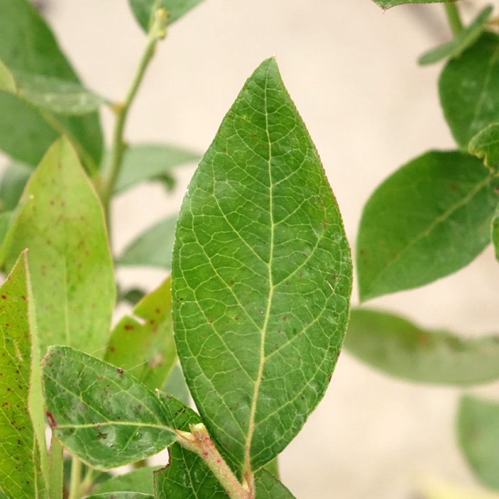 Mirtilo Rubel - Vaccinium corymbosum