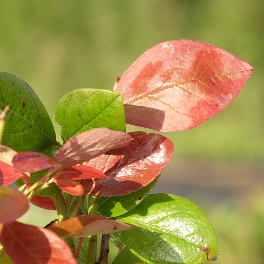 Mirtilo Goldtraube - Vaccinium corymbosum