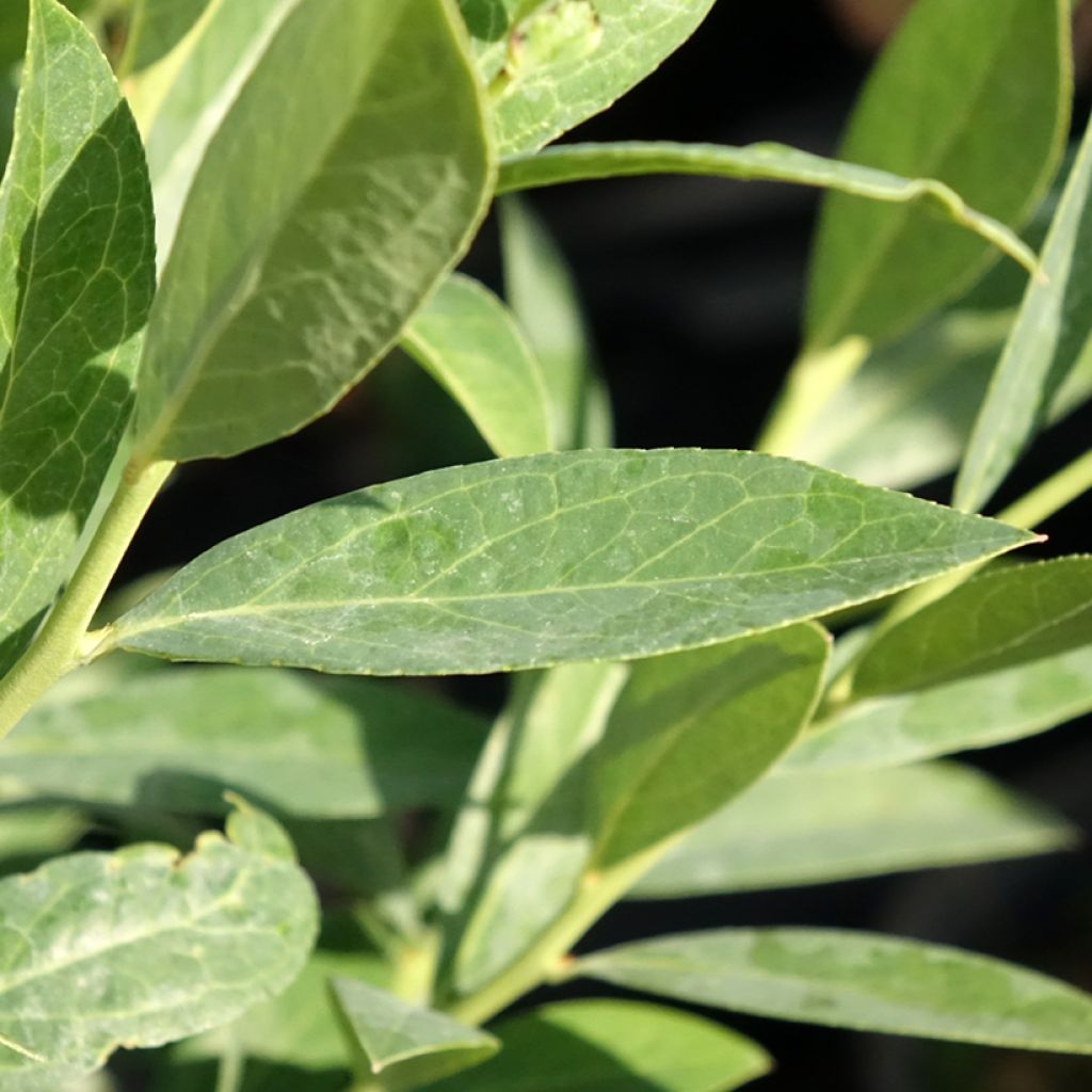 Mirtileiro Elliott - Vaccinium corymbosum