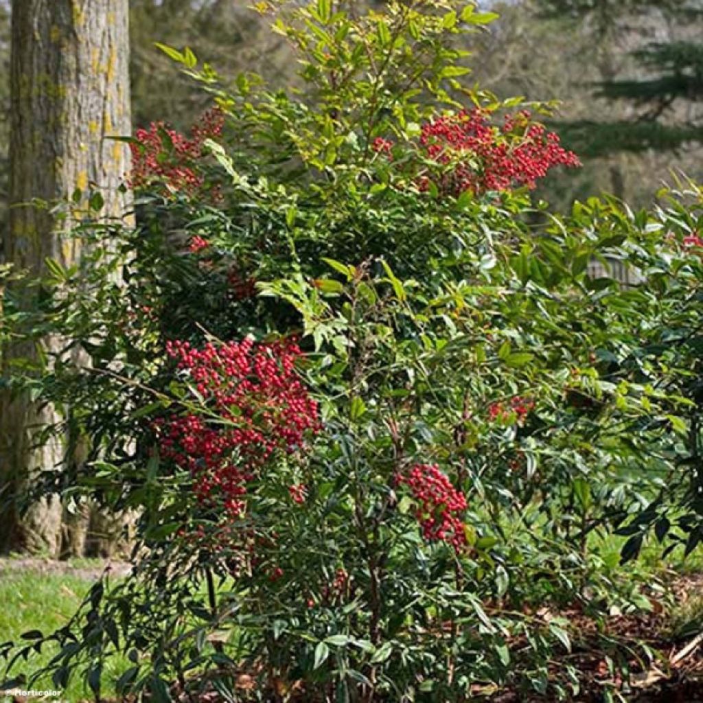 Nandina domestica - Bambu-sagrado