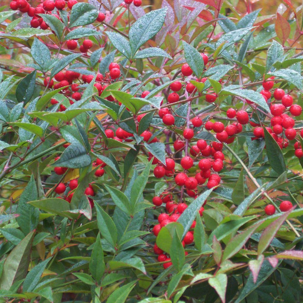 Nandina domestica - Bambu-sagrado