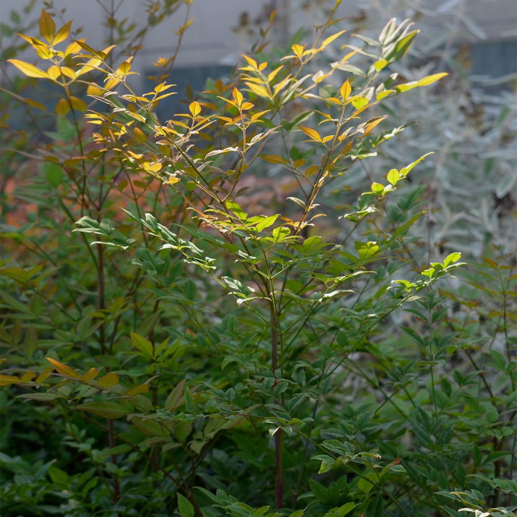 Nandina domestica - Bambu-sagrado