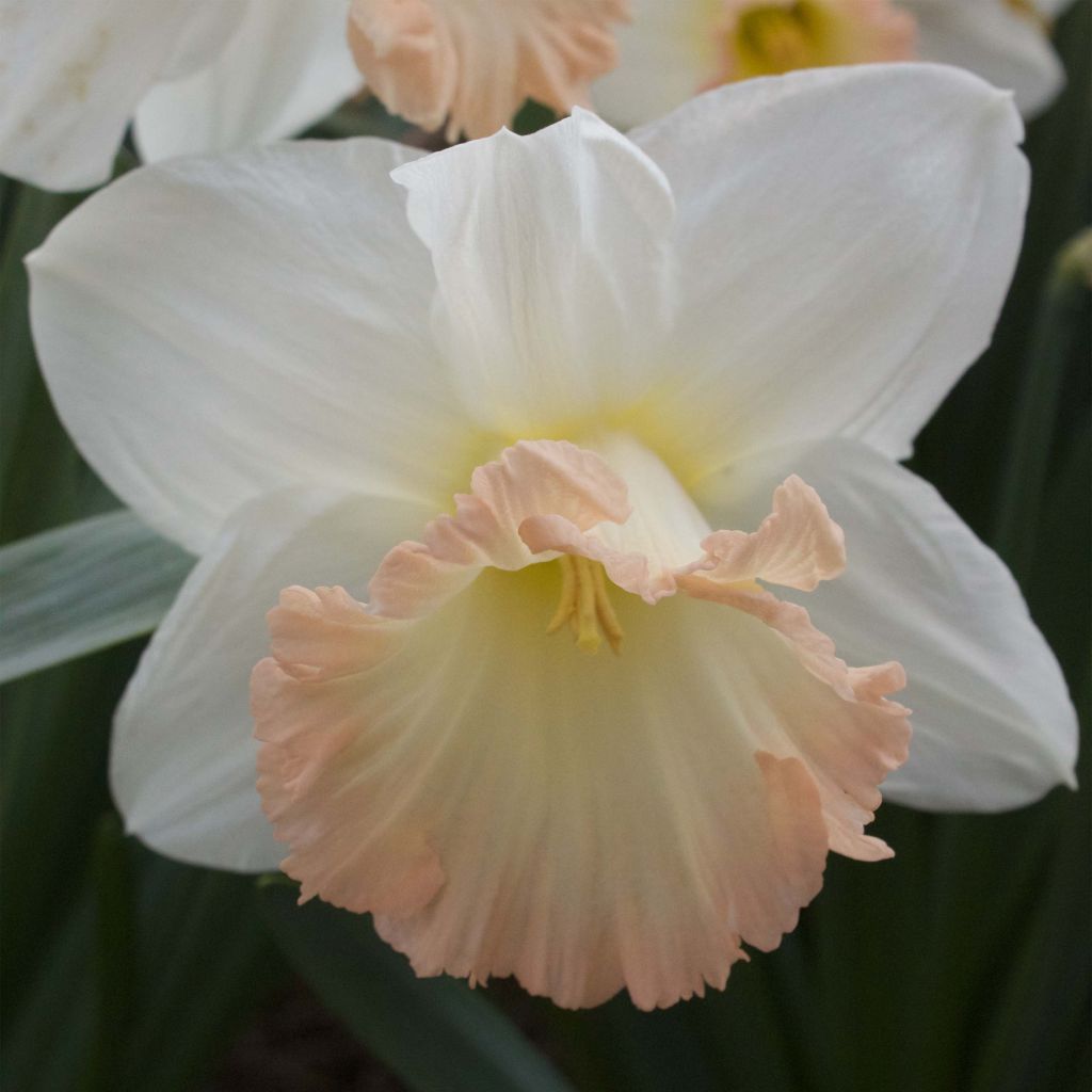 Narciso trombeta British Gamble