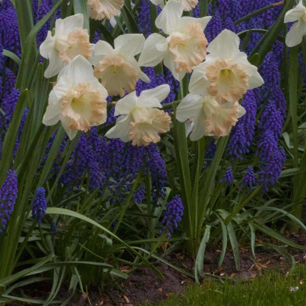 Narciso trombeta British Gamble