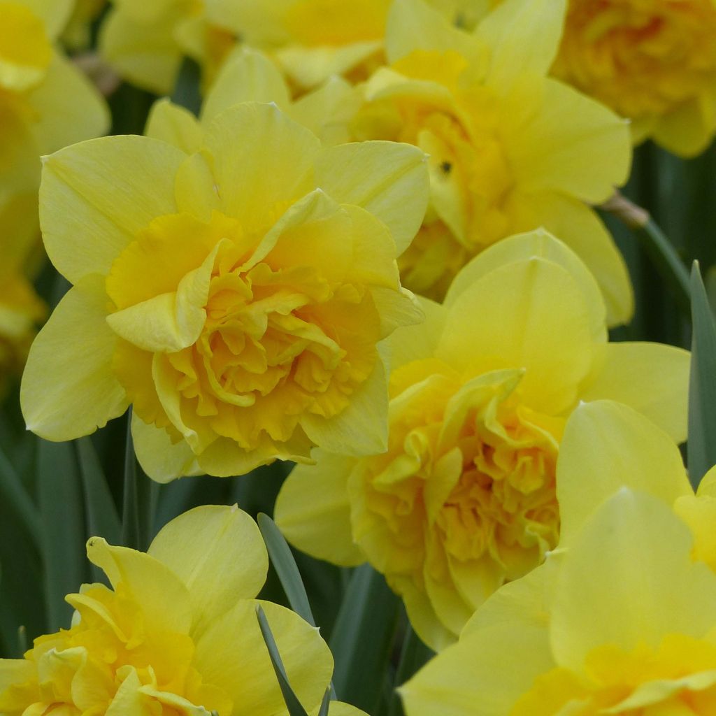 Narciso Duplo Dick Wilden