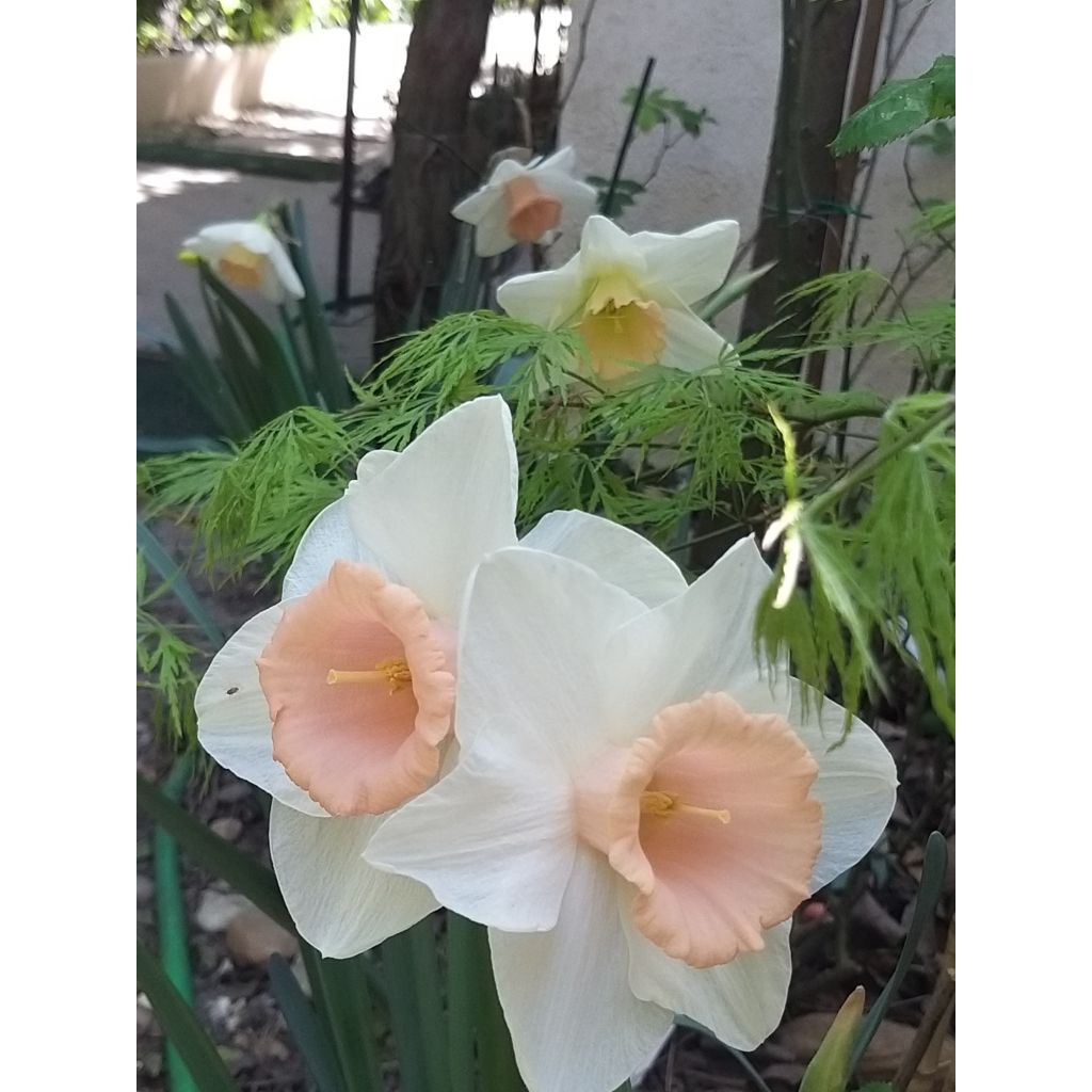 Narciso Jonquilla Louise de Coligny