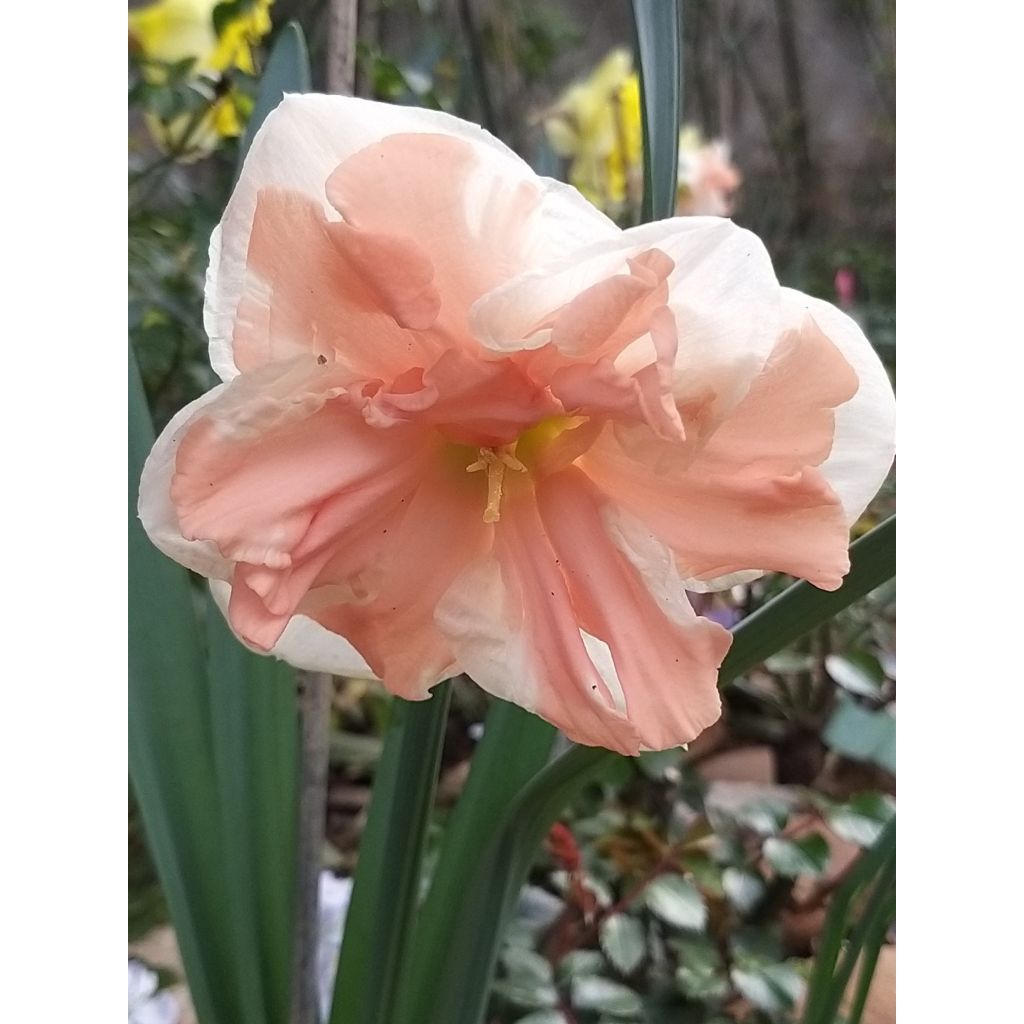 Narciso de coroa dividida Apricot Whirl
