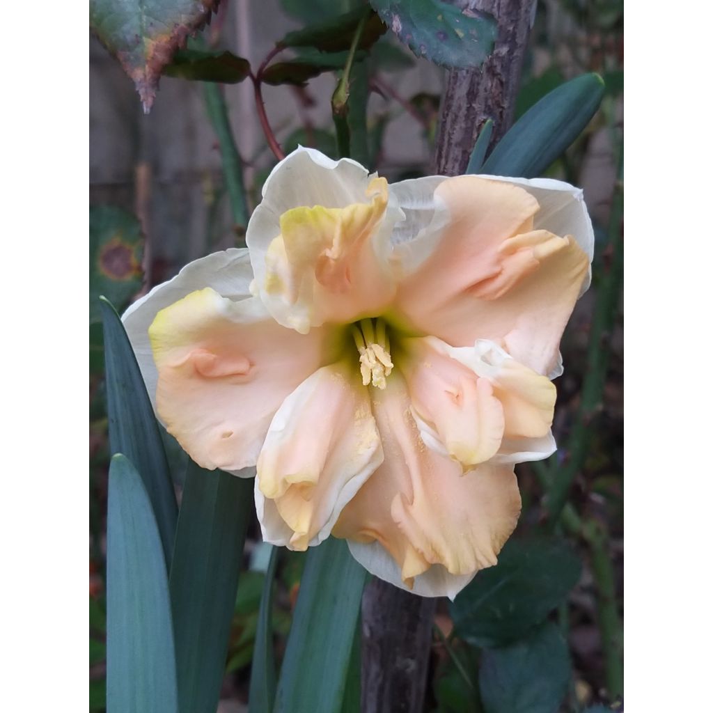 Narciso de coroa dividida Apricot Whirl