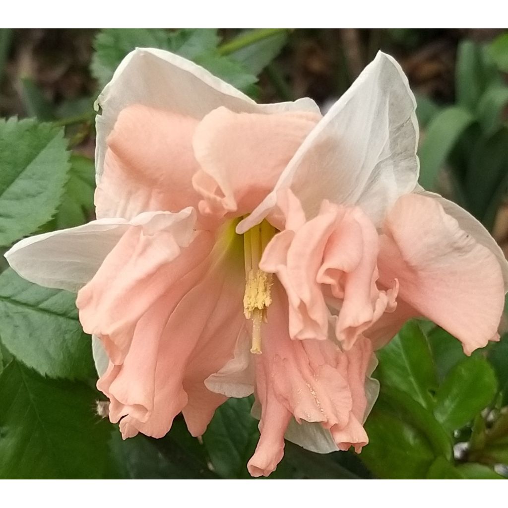 Narciso de coroa dividida Apricot Whirl