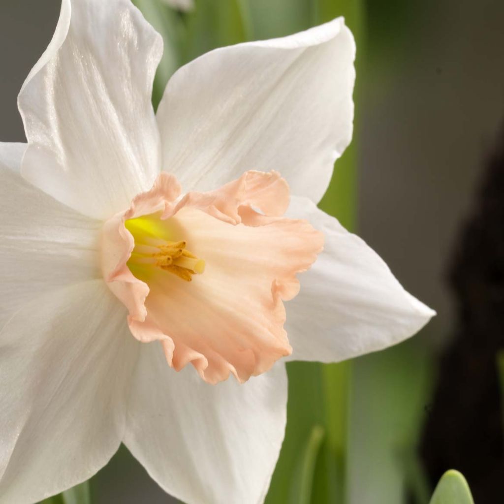 Narciso ciclamineus Reggae