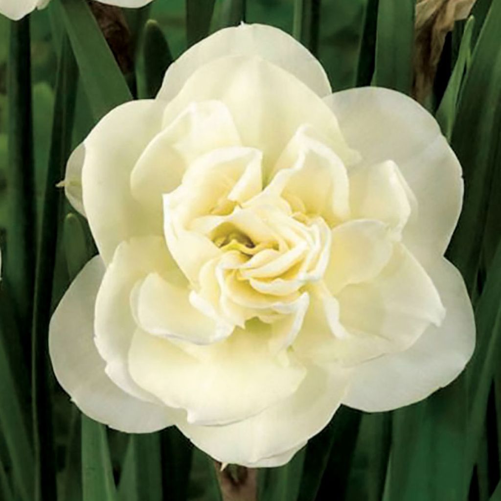Narciso Duplo Rose of May