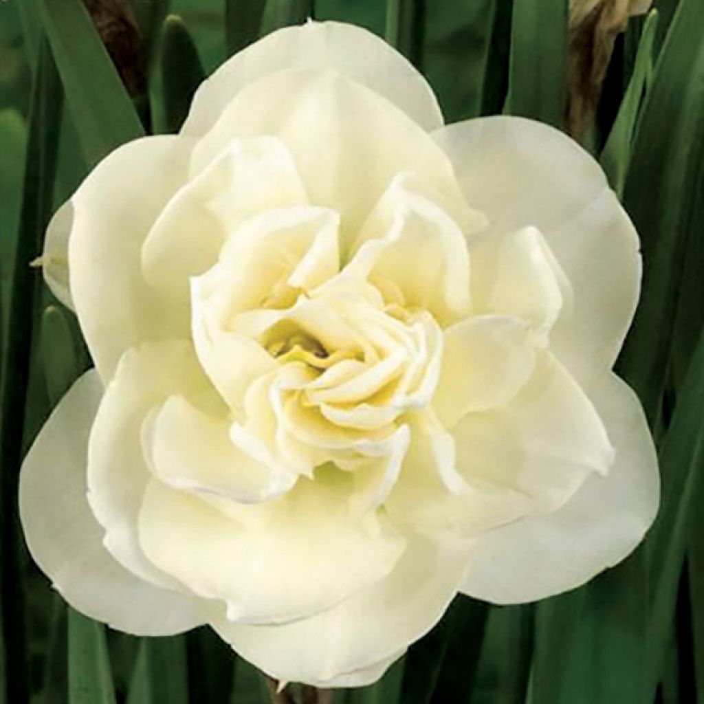 Narciso Duplo Rose of May