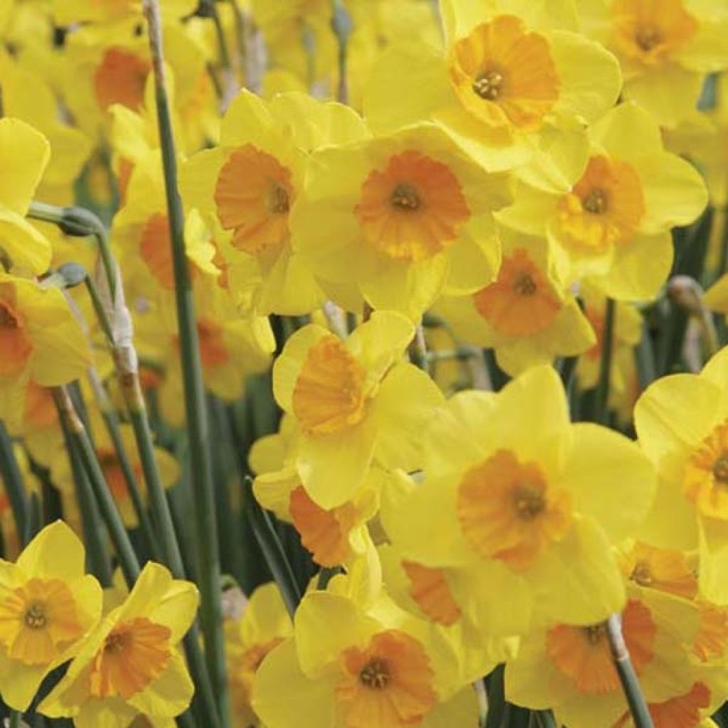 Narciso Jonquilla Suzy