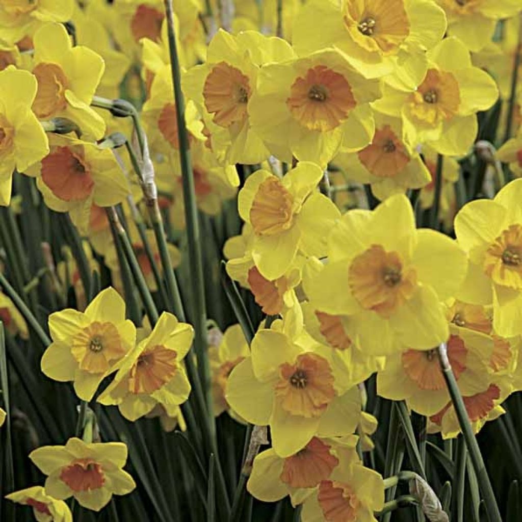 Narciso Jonquilla Suzy