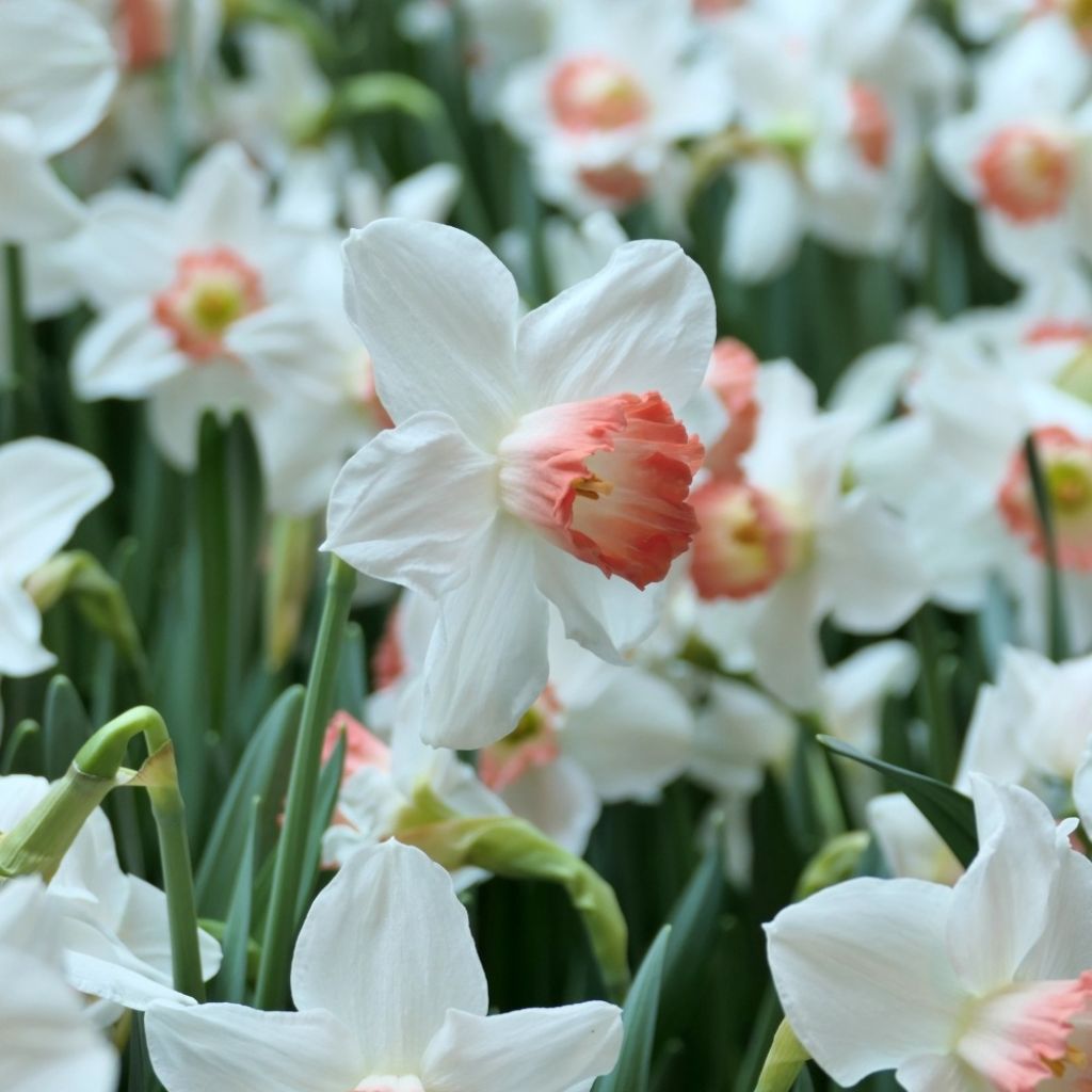 Narciso trombeta Pink Charm