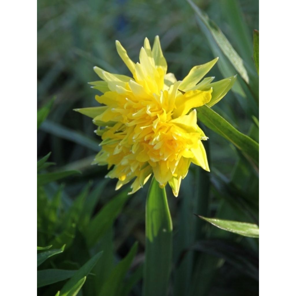 Narciso Dupla Flor Rip van Winkle