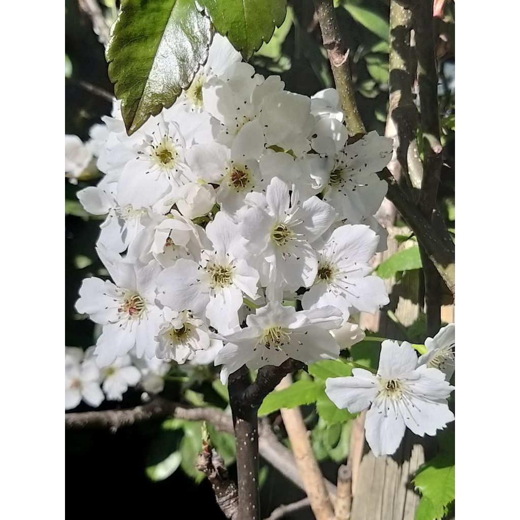 Nashi Hosui Bio - Pyrus pyrifolia