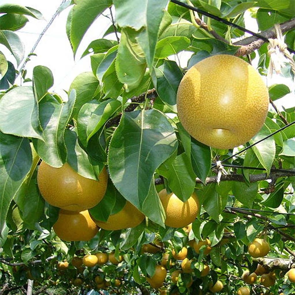 Pereira-japonesa Nijisseiki - Pyrus pyrifolia