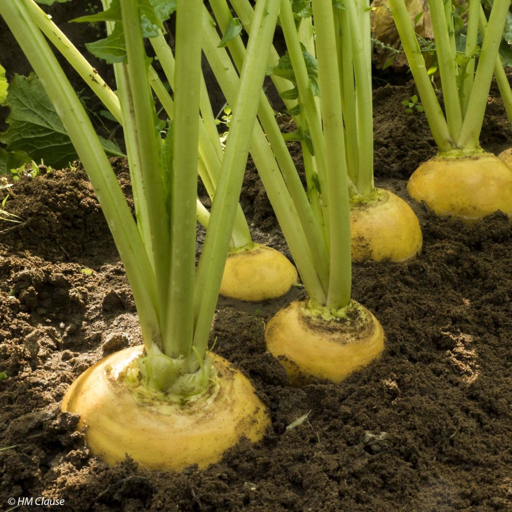 Nabo Amarelo Oregon F1