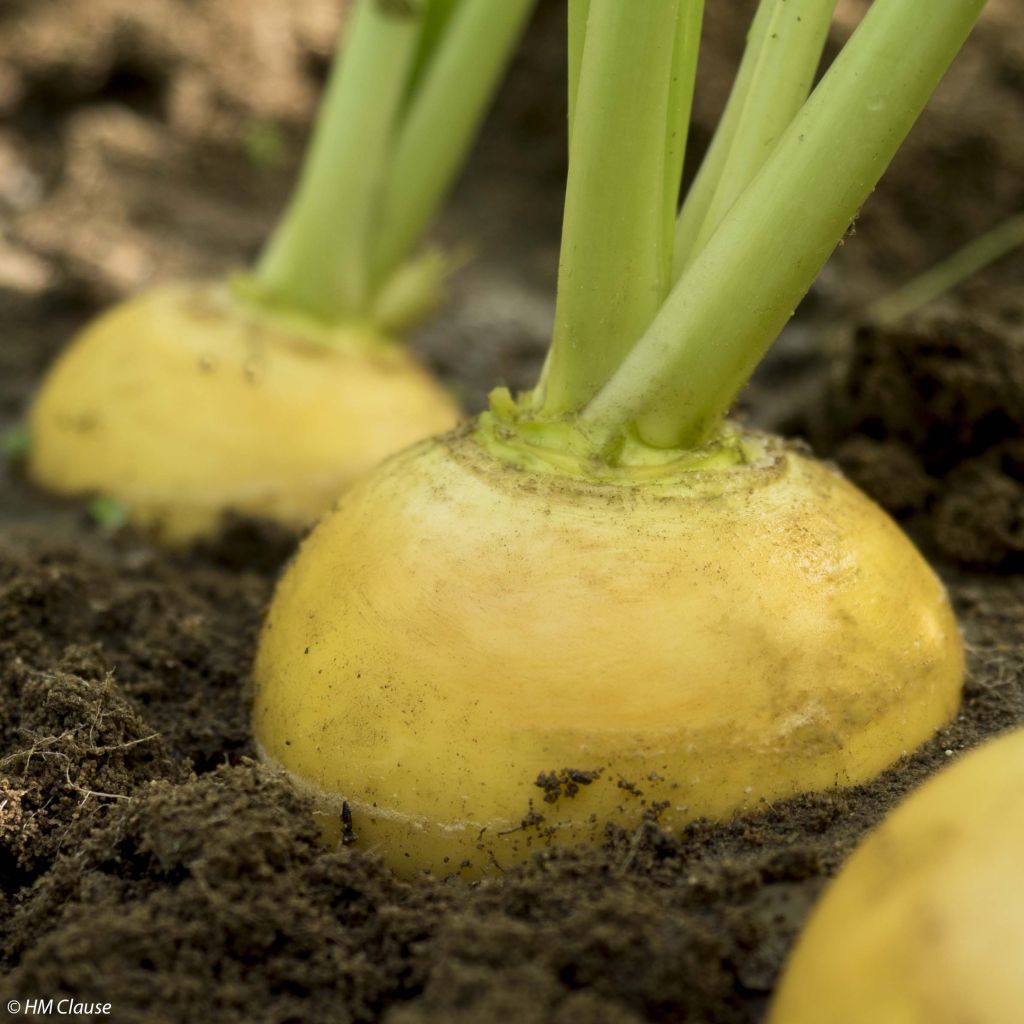 Nabo Amarelo Oregon F1