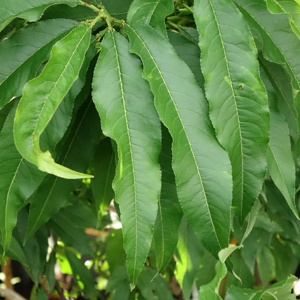 Nectarineira anã Nectarella Georges Delbard - Prunus persica