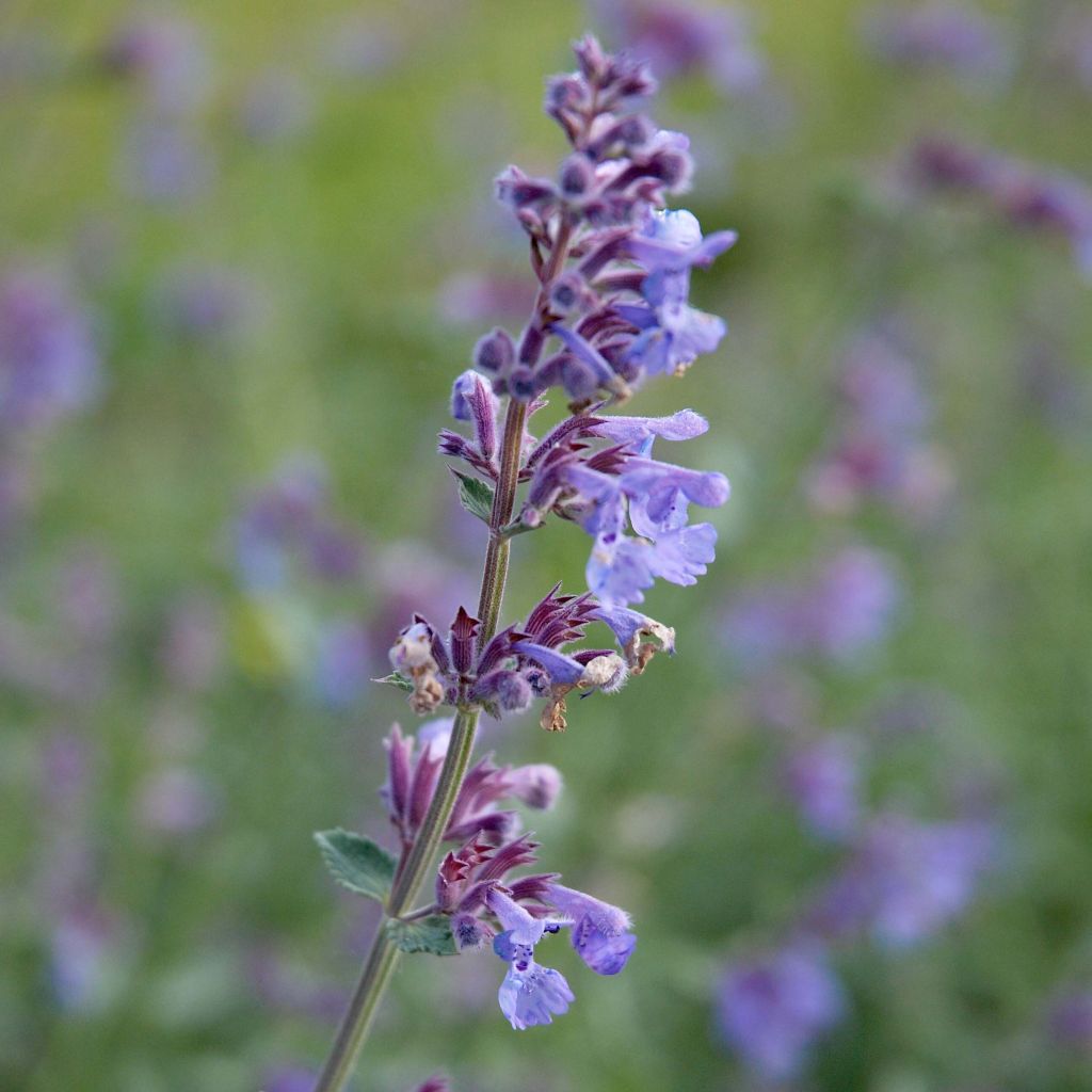 Nepeta faassenii Six Hills Giant
