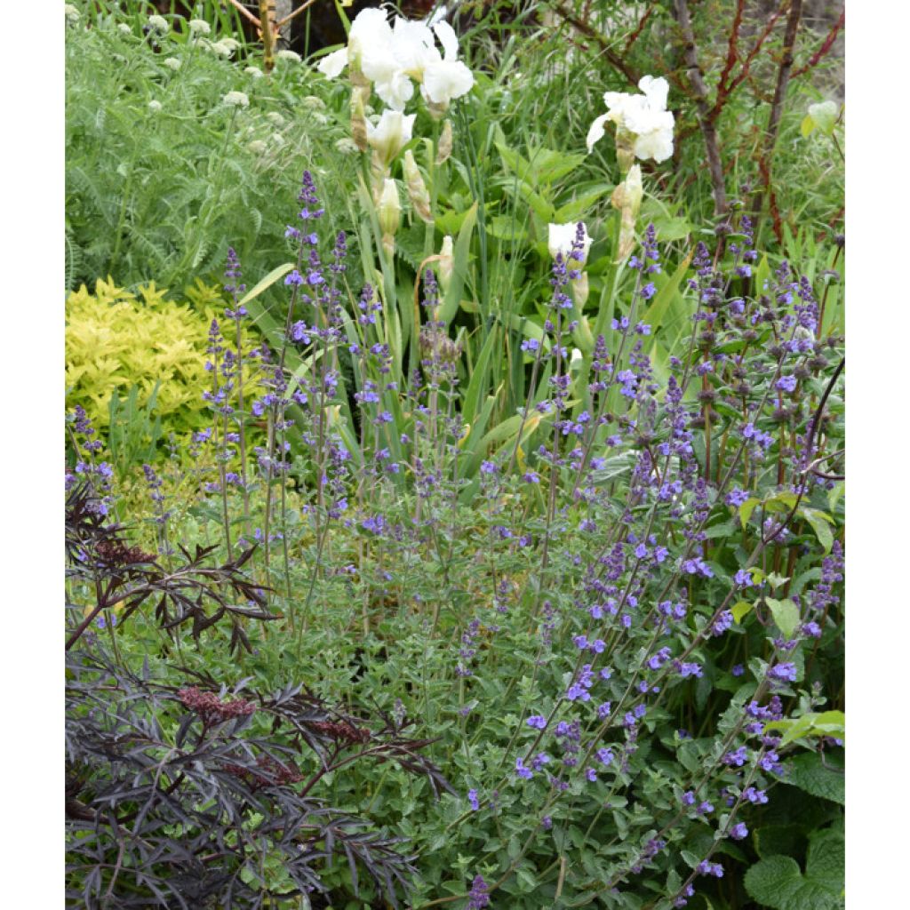 Nepeta faassenii Walkers Low