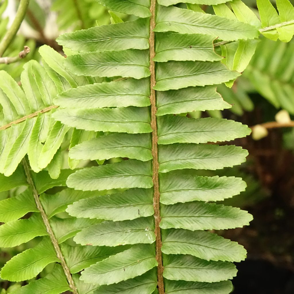 Nephrolepis cordifolia Artic Jungle